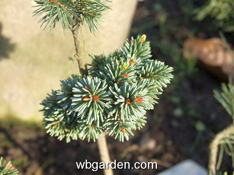 wbgarden dwarf conifers 22.JPG